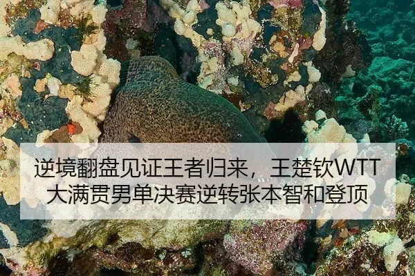 逆境翻盘见证王者归来，王楚钦WTT大满贯男单决赛逆转张本智和登顶